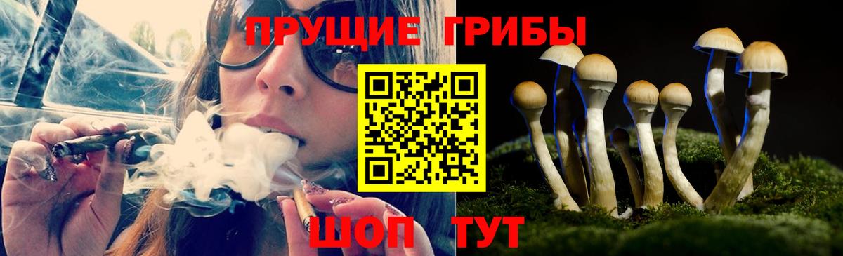 Галлюциногенные грибы Psilocybe Каменка
